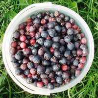 Ирга ольхолистная ТИССЕН ("Thiessen", Канада) Ирга ольхолистная ТИССЕН ("Thiessen", Канада)